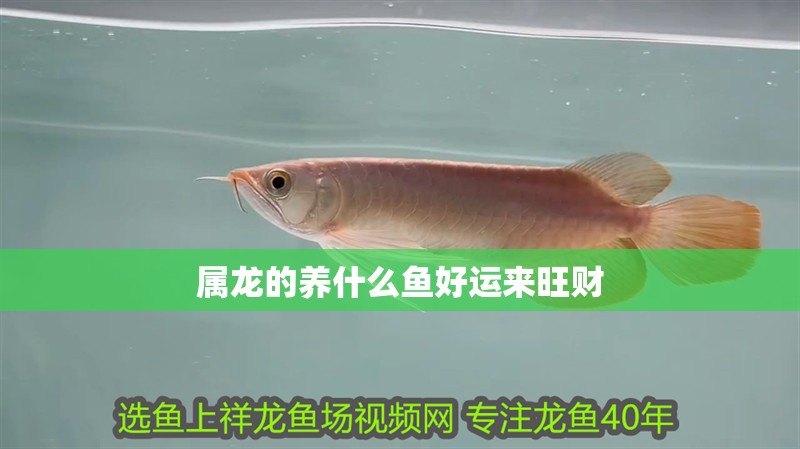 屬龍的養(yǎng)什么魚(yú)好運(yùn)來(lái)旺財(cái)