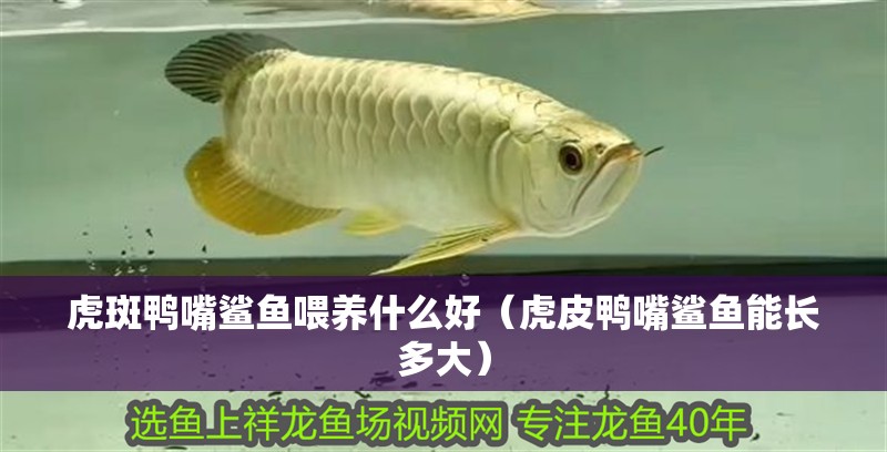 虎斑鴨嘴鯊魚喂養什么好（虎皮鴨嘴鯊魚能長多大）