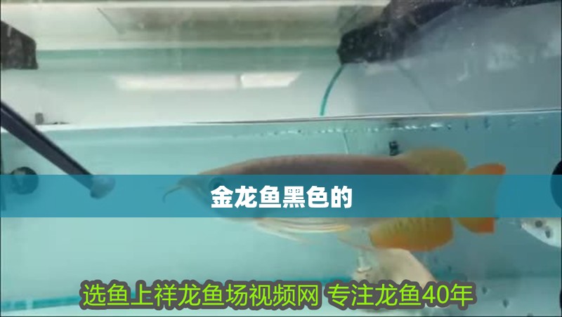 金龍魚黑色的