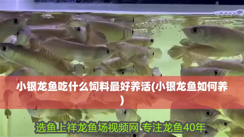 小銀龍魚吃什么飼料最好養活(小銀龍魚如何養)