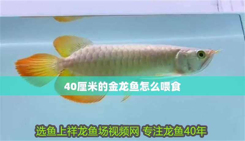 40厘米的金龍魚怎么喂食