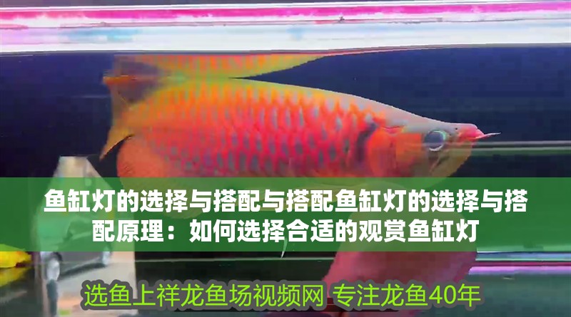 魚缸燈的選擇與搭配與搭配魚缸燈的選擇與搭配原理：如何選擇合適的觀賞魚缸燈