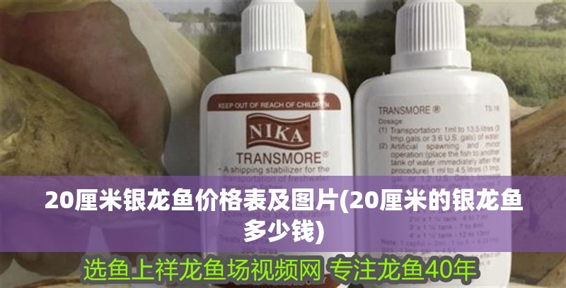 20厘米銀龍魚價格表及圖片(20厘米的銀龍魚多少錢)