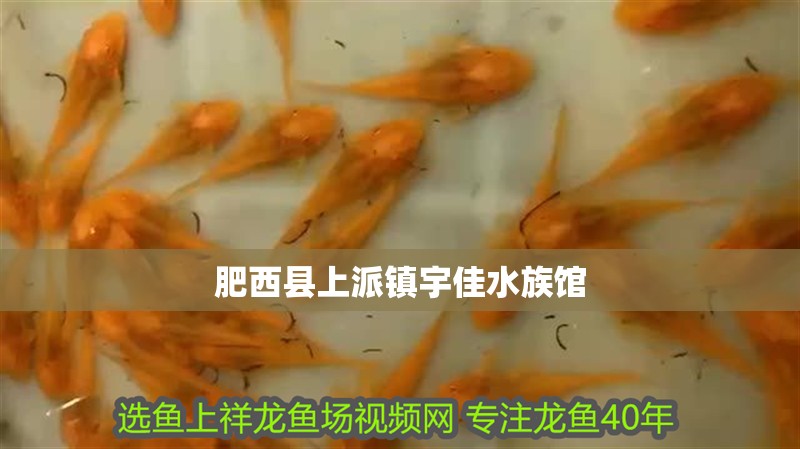 肥西縣上派鎮(zhèn)宇佳水族館