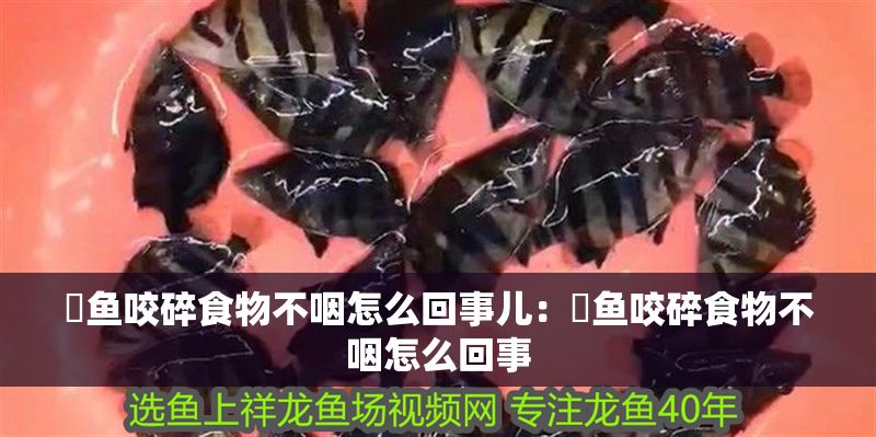 魟魚咬碎食物不咽怎么回事兒：魟魚咬碎食物不咽怎么回事