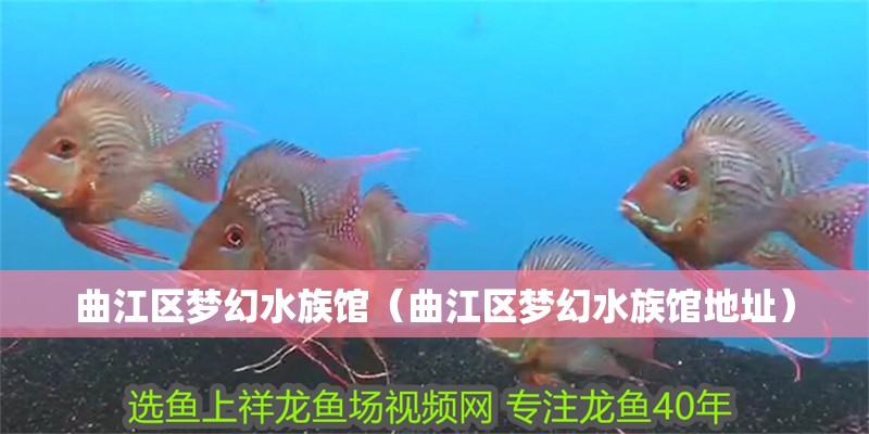 曲江區(qū)夢(mèng)幻水族館（曲江區(qū)夢(mèng)幻水族館地址）