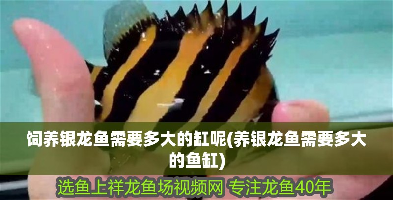 飼養(yǎng)銀龍魚需要多大的缸呢(養(yǎng)銀龍魚需要多大的魚缸)