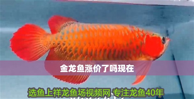 金龍魚漲價了嗎現在