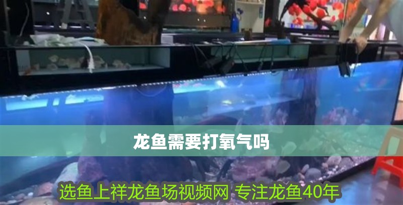 龍魚需要打氧氣嗎