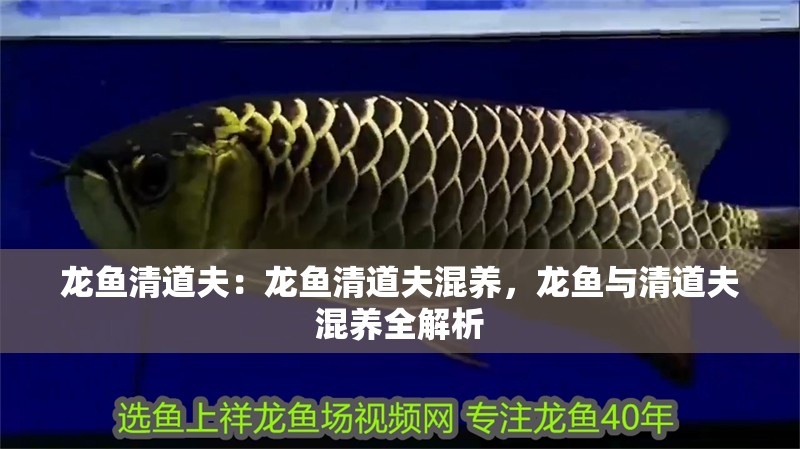 龍魚清道夫：龍魚清道夫混養，龍魚與清道夫混養全解析