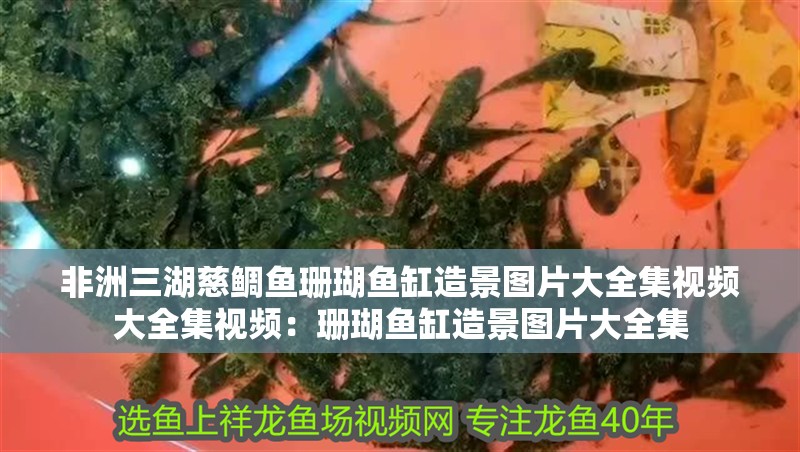 非洲三湖慈鯛魚珊瑚魚缸造景圖片大全集視頻大全集視頻：珊瑚魚缸造景圖片大全集