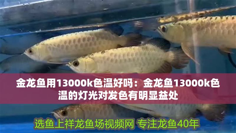 金龍魚(yú)用13000k色溫好嗎：金龍魚(yú)13000k色溫的燈光對(duì)發(fā)色有明顯益處