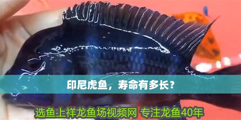 印尼虎魚，壽命有多長？
