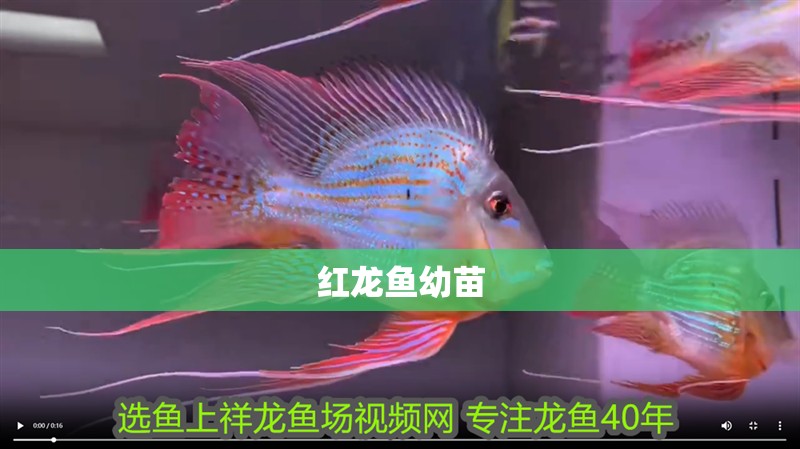 紅龍魚幼苗