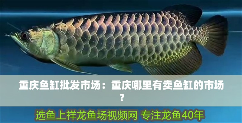 重慶魚缸批發市場：重慶哪里有賣魚缸的市場？
