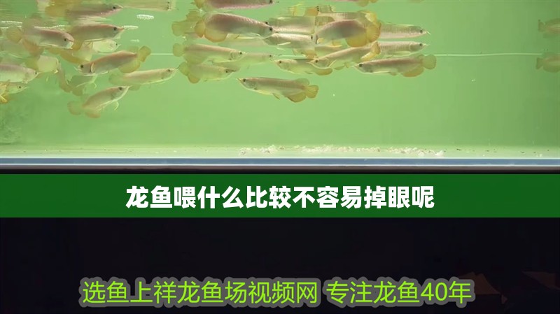 龍魚喂什么比較不容易掉眼呢