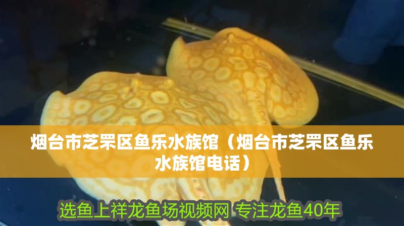 煙臺市芝罘區魚樂水族館（煙臺市芝罘區魚樂水族館電話） 煙臺市芝罘區魚樂水族館（煙臺市芝罘區魚樂水族館電話） 全國水族館企業名錄 第2張