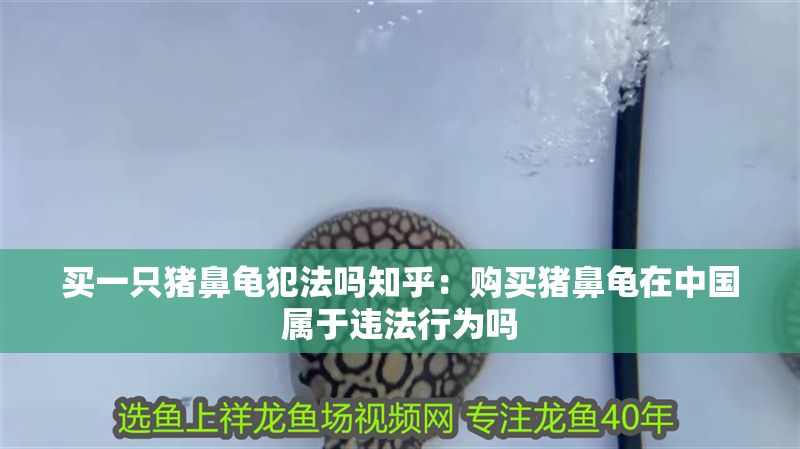 買一只豬鼻龜犯法嗎知乎：購買豬鼻龜在中國屬于違法行為嗎