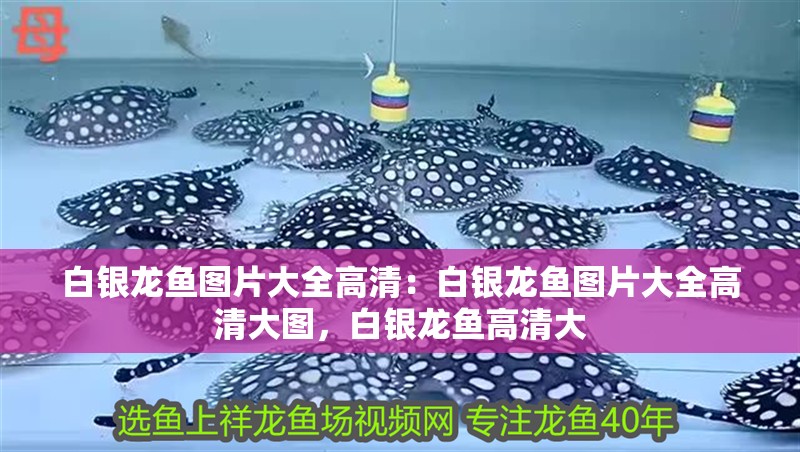 白銀龍魚圖片大全高清：白銀龍魚圖片大全高清大圖，白銀龍魚高清大