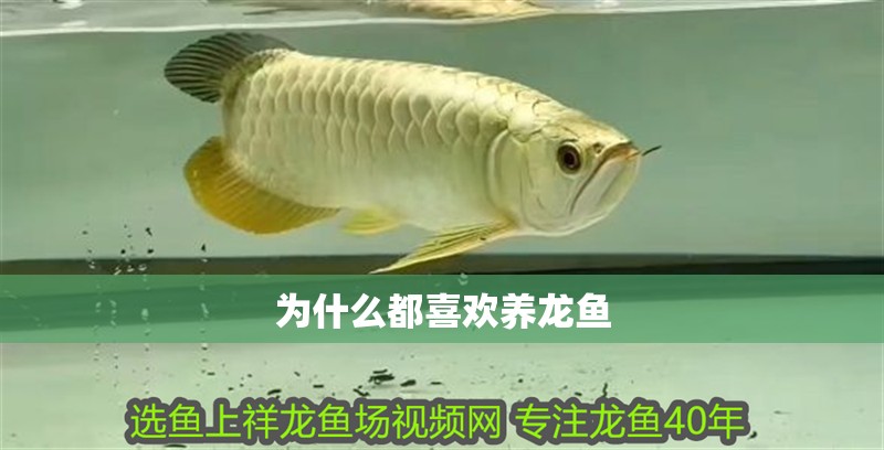為什么都喜歡養龍魚