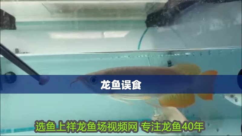 龍魚誤食