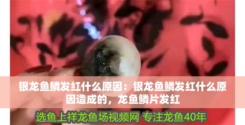 銀龍魚鱗發紅什么原因：銀龍魚鱗發紅什么原因造成的，龍魚鱗片發紅