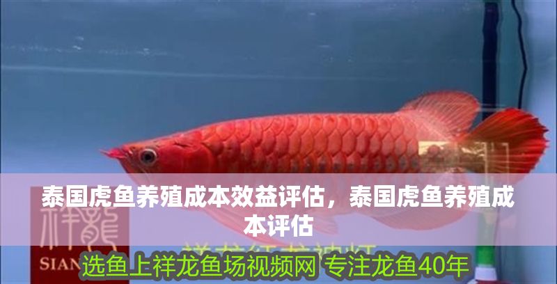 泰國虎魚養殖成本效益評估，泰國虎魚養殖成本評估