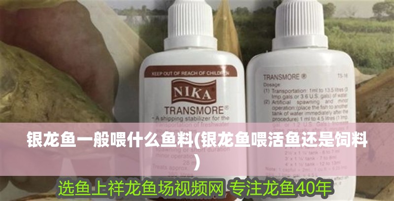 銀龍魚一般喂什么魚料(銀龍魚喂活魚還是飼料)