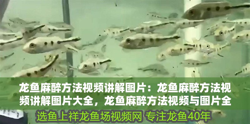 龍魚麻醉方法視頻講解圖片：龍魚麻醉方法視頻講解圖片大全，龍魚麻醉方法視頻與圖片全解析 龍魚麻醉方法視頻講解圖片：龍魚麻醉方法視頻講解圖片大全，龍魚麻醉方法視頻與圖片全解析 水族問答