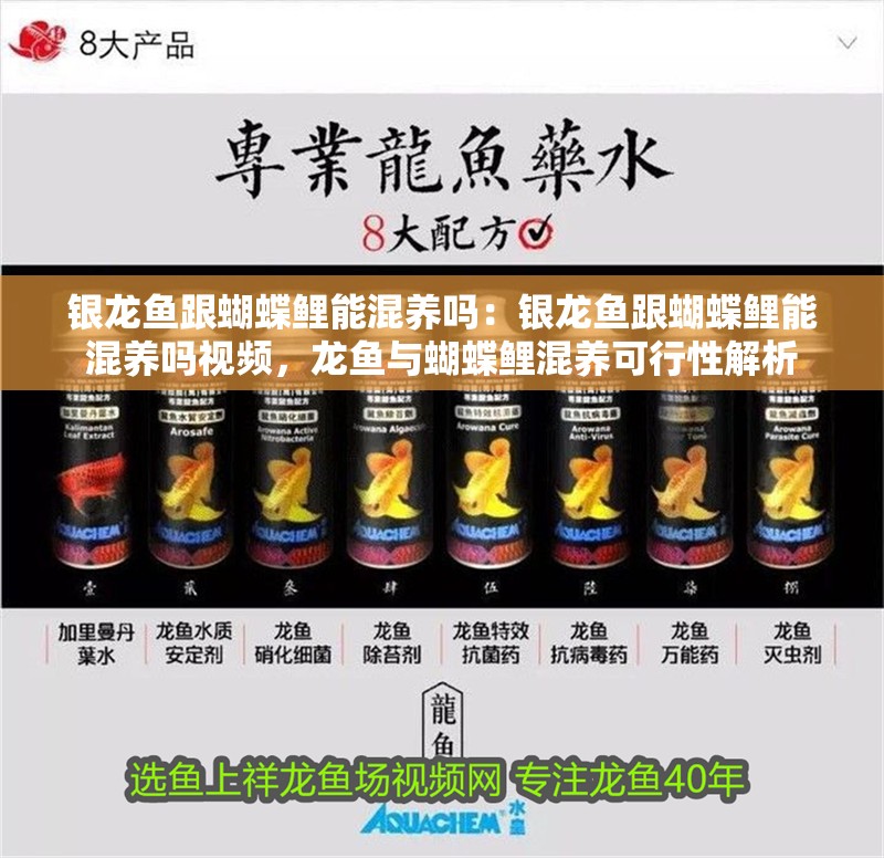 銀龍魚跟蝴蝶鯉能混養(yǎng)嗎：銀龍魚跟蝴蝶鯉能混養(yǎng)嗎視頻，龍魚與蝴蝶鯉混養(yǎng)可行性解析