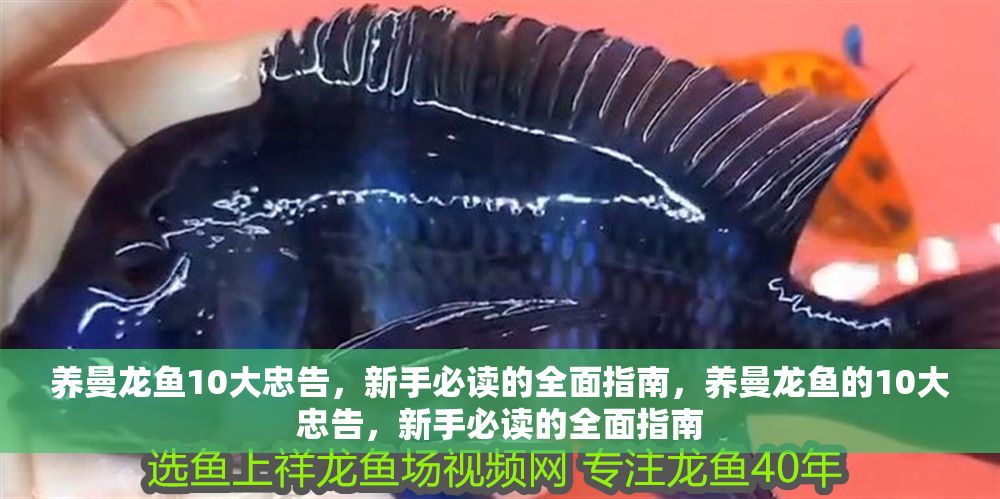 養(yǎng)曼龍魚10大忠告，新手必讀的全面指南，養(yǎng)曼龍魚的10大忠告，新手必讀的全面指南