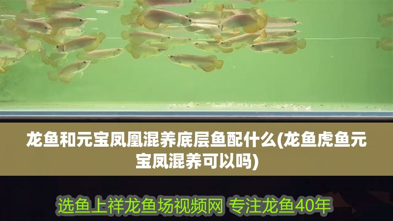 龍魚和元寶鳳凰混養(yǎng)底層魚配什么(龍魚虎魚元寶鳳混養(yǎng)可以嗎) 龍魚和元寶鳳凰混養(yǎng)底層魚配什么(龍魚虎魚元寶鳳混養(yǎng)可以嗎) 元寶鳳凰魚百科 第1張