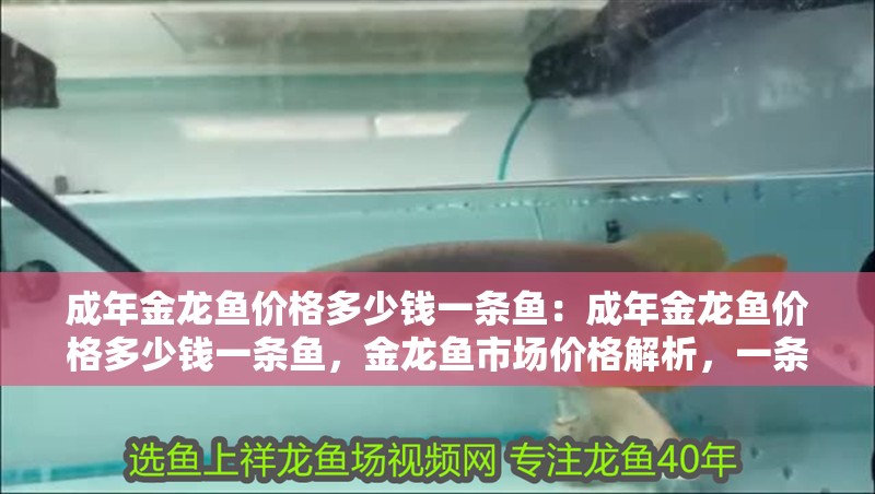 成年金龍魚價格多少錢一條魚：成年金龍魚價格多少錢一條魚，金龍魚市場價格解析，一條究竟多少錢