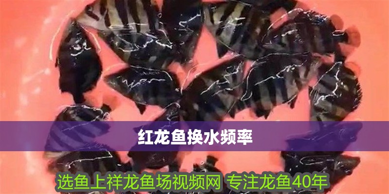 紅龍魚換水頻率