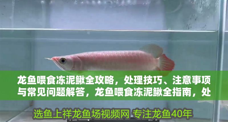龍魚喂食凍泥鰍全攻略，處理技巧、注意事項與常見問題解答，龍魚喂食凍泥鰍全指南，處理技巧、注意事項與常見問題解答