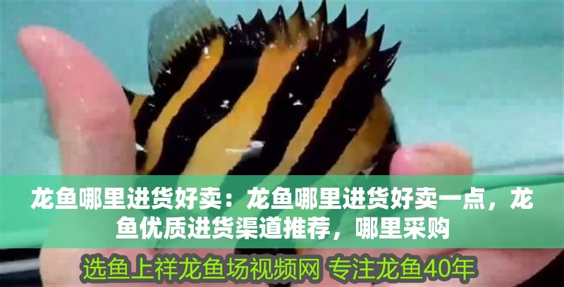 龍魚哪里進貨好賣：龍魚哪里進貨好賣一點，龍魚優質進貨渠道推薦，哪里采購
