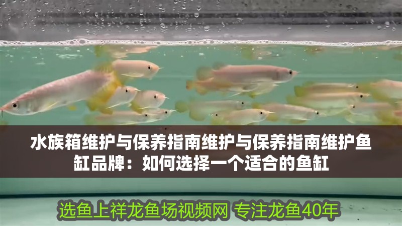 水族箱維護與保養(yǎng)指南維護與保養(yǎng)指南維護魚缸品牌：如何選擇一個適合的魚缸
