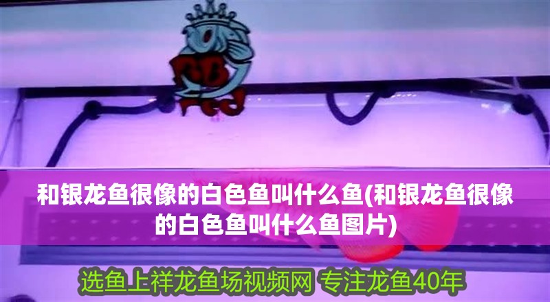 和銀龍魚(yú)很像的白色魚(yú)叫什么魚(yú)(和銀龍魚(yú)很像的白色魚(yú)叫什么魚(yú)圖片)