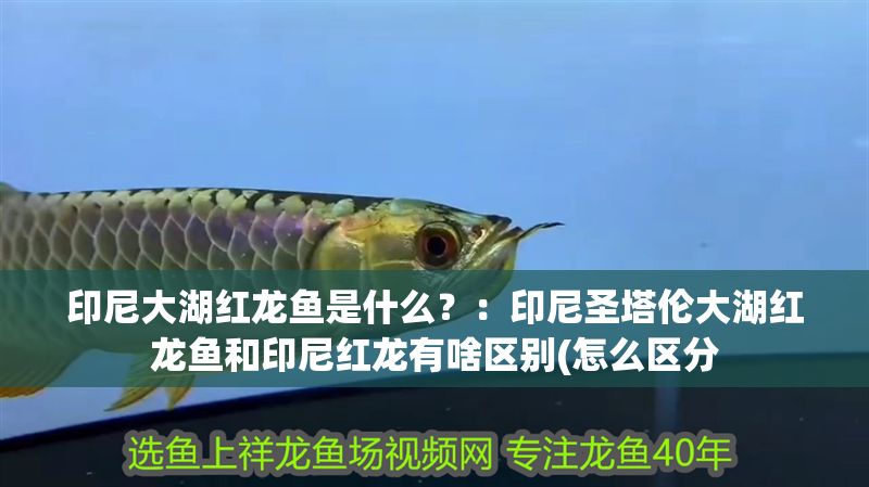 印尼大湖紅龍魚是什么？：印尼圣塔倫大湖紅龍魚和印尼紅龍有啥區(qū)別(怎么區(qū)分