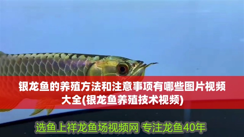 銀龍魚的養(yǎng)殖方法和注意事項(xiàng)有哪些圖片視頻大全(銀龍魚養(yǎng)殖技術(shù)視頻)