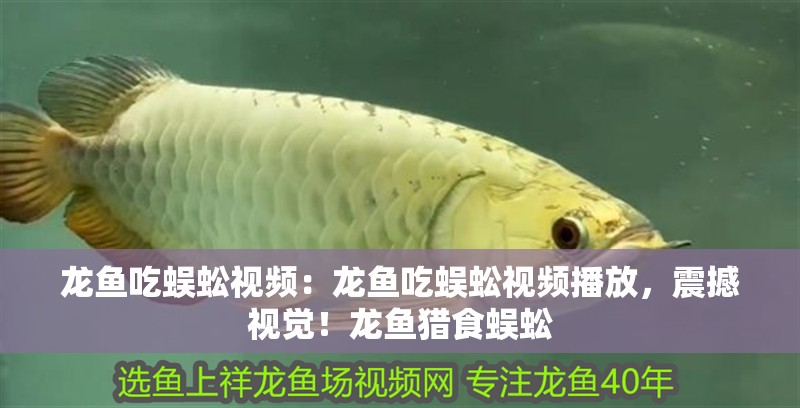 龍魚吃蜈蚣視頻：龍魚吃蜈蚣視頻播放，震撼視覺！龍魚獵食蜈蚣