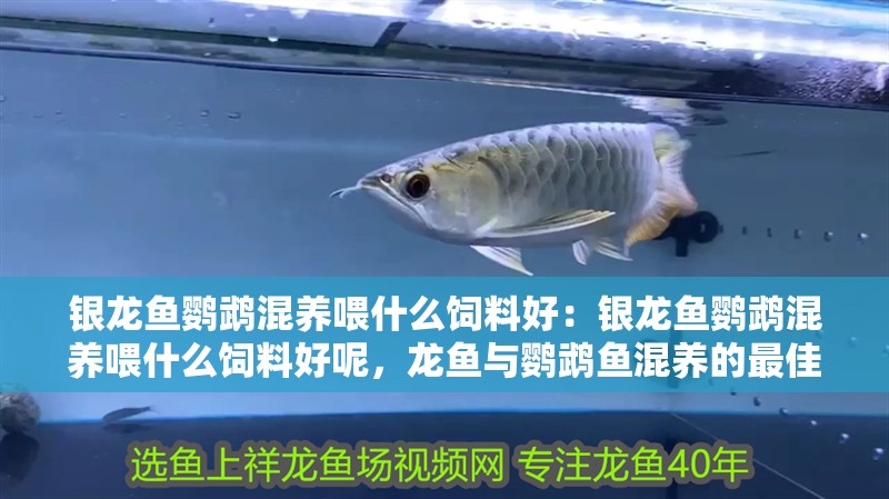 銀龍魚鸚鵡混養喂什么飼料好：銀龍魚鸚鵡混養喂什么飼料好呢，龍魚與鸚鵡魚混養的最佳飼料