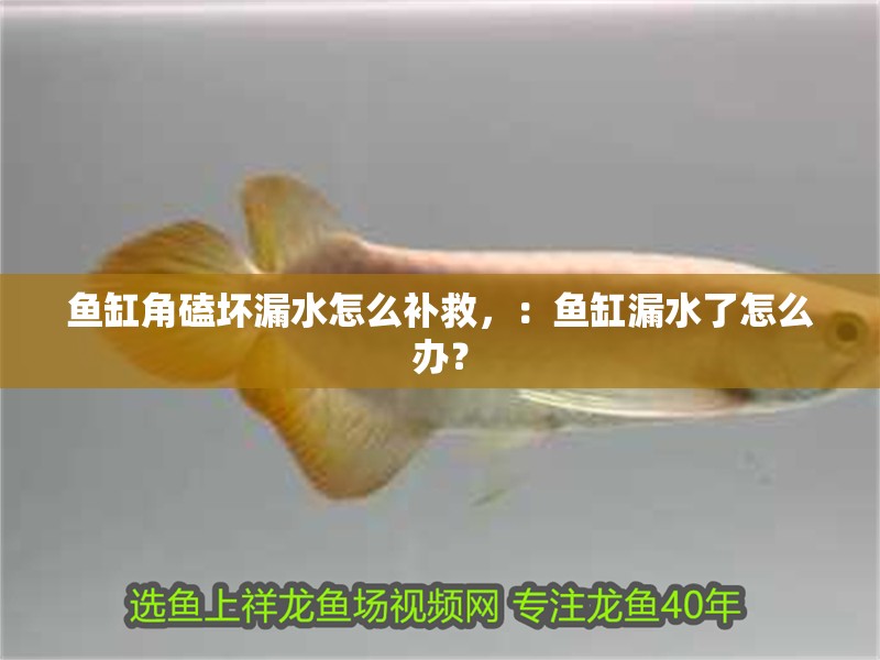 魚缸角磕壞漏水怎么補(bǔ)救，：魚缸漏水了怎么辦？