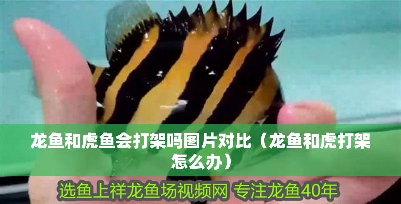 龍魚和虎魚會打架嗎圖片對比（龍魚和虎打架怎么辦）