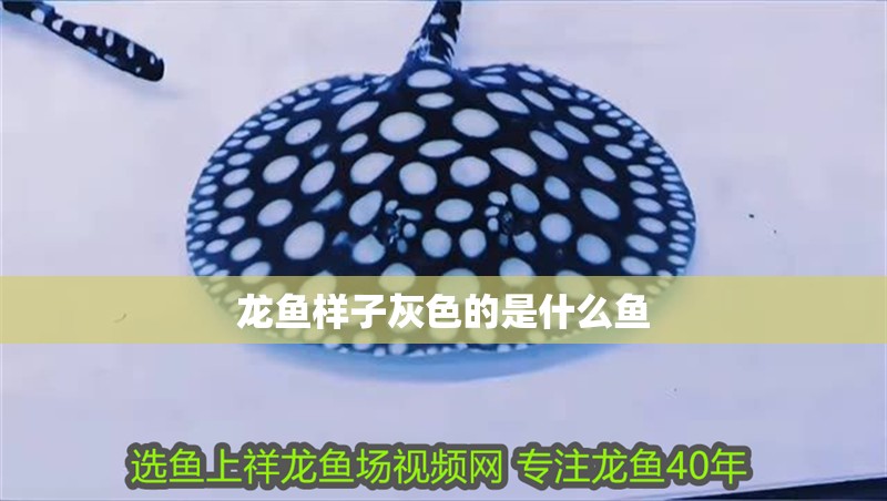 龍魚樣子灰色的是什么魚