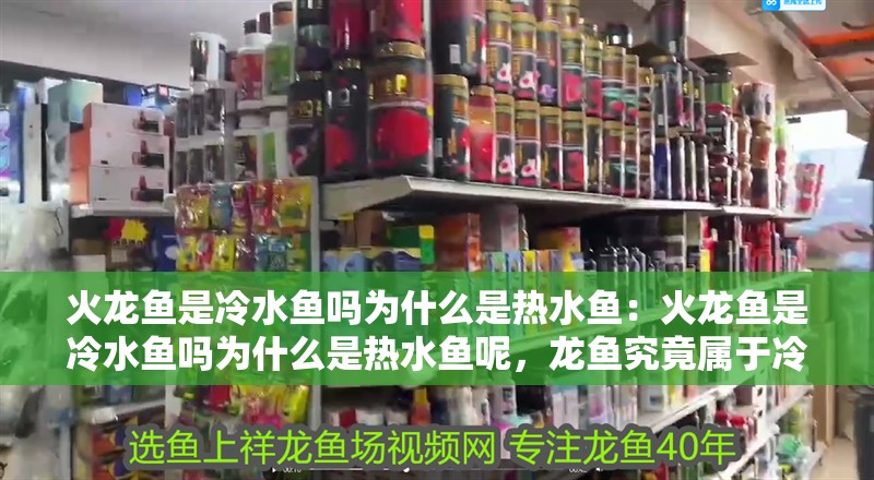 火龍魚是冷水魚嗎為什么是熱水魚：火龍魚是冷水魚嗎為什么是熱水魚呢，龍魚究竟屬于冷水魚還是熱水魚？揭秘其真實習性