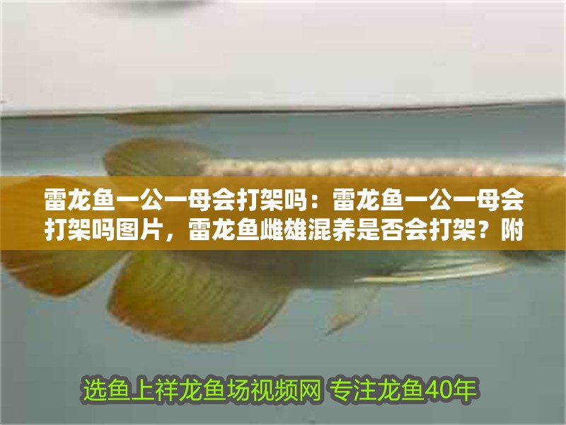 雷龍魚一公一母會打架嗎：雷龍魚一公一母會打架嗎圖片，雷龍魚雌雄混養是否會打架？附相關圖片解析