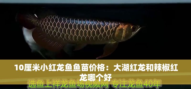 10厘米小紅龍魚魚苗價格：大湖紅龍和辣椒紅龍哪個好