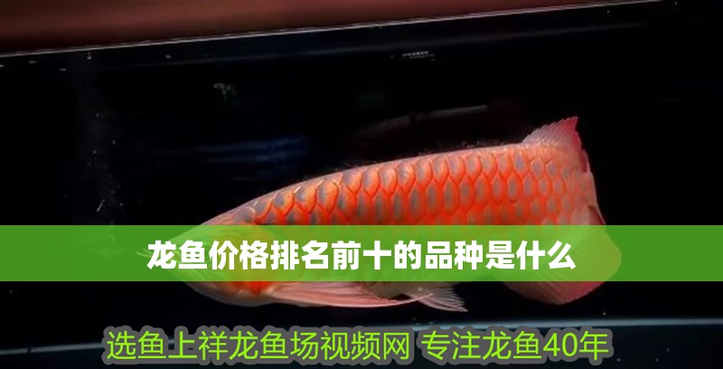 龍魚價格排名前十的品種是什么