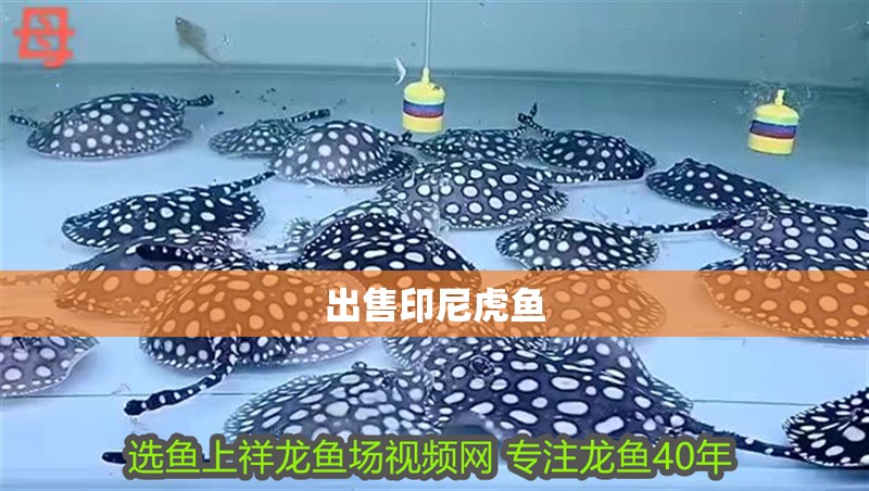 出售印尼虎魚 出售印尼虎魚 虎魚百科
